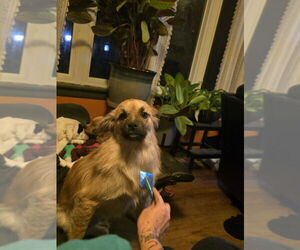 Pomeranian-Unknown Mix Dogs for adoption in Aurora, IN, USA
