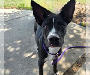 Mutt Dogs for adoption in Ocala, FL, USA