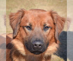 Golden Shepherd Dogs for adoption in Huntley, IL, USA
