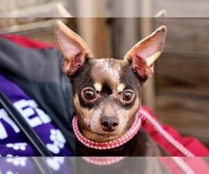 Miniature Pinscher Dogs for adoption in Millersville, MD, USA