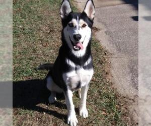 Huskies -Unknown Mix Dogs for adoption in Leesburg, FL, USA