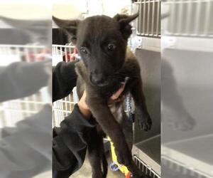 Mutt Dogs for adoption in Riverside, CA, USA