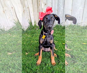 Doberman Pinscher Dogs for adoption in Sandy, UT, USA