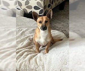 Chihuahua-Shiba Inu Mix Dogs for adoption in Princeton, British Columbia, Canada