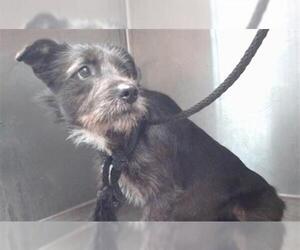 Mutt Dogs for adoption in Downey, CA, USA