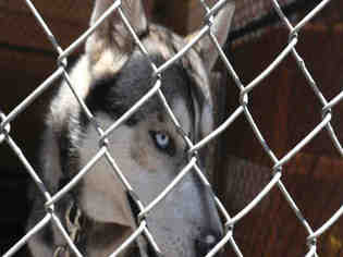 Siberian Husky Dogs for adoption in Redlands, CA, USA