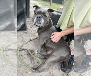 Bulldog-Unknown Mix Dogs for adoption in Sanford, FL, USA
