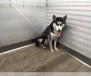 Siberian Husky Dogs for adoption in San Bernardino, CA, USA