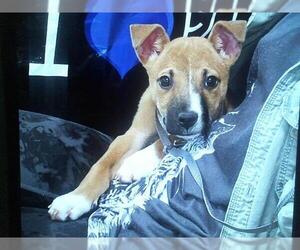 Black Mouth Cur Dogs for adoption in Louisville, KY, USA