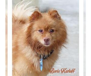 Pomeranian Dogs for adoption in Mason, MI, USA