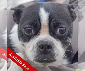 Boston Terrier Dogs for adoption in Huntley, IL, USA