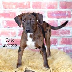 Medium Photo #1 Catahoula Leopard Dog-Unknown Mix Puppy For Sale in Conroe, TX, USA