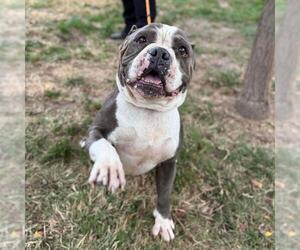 Bulldog-Unknown Mix Dogs for adoption in Modesto, CA, USA