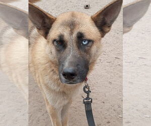 Siberian Husky-Unknown Mix Dogs for adoption in Pacific grove , CA, USA