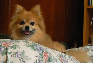 Pomeranian Dogs for adoption in Rayville, LA, USA