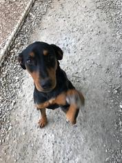 Doberman Pinscher-Unknown Mix Dogs for adoption in Old Fort , NC, USA