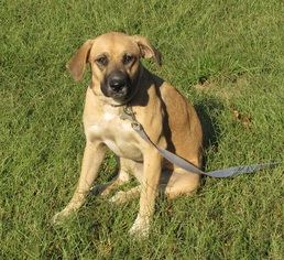 Medium Photo #1 Mountain Cur-Unknown Mix Puppy For Sale in Mountain Home, AR, USA