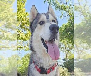 Siberian Husky Dogs for adoption in Sacramento, CA, USA