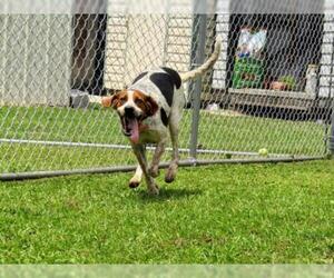 English Coonhound Dogs for adoption in Sanderson, FL, USA