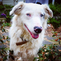 Australian Shepherd-Unknown Mix Dogs for adoption in Ontario, CA, USA