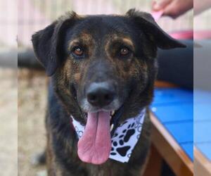 German Shepherd Dog-Unknown Mix Dogs for adoption in San Antonio, TX, USA