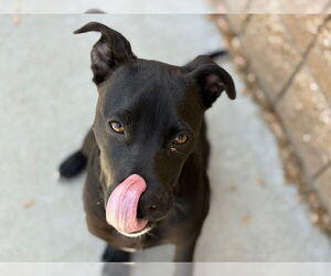 American Pit Bull Terrier-Unknown Mix Dogs for adoption in Tulsa, OK, USA