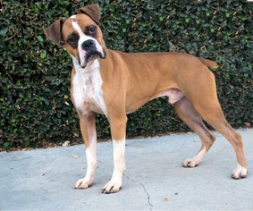 Boxer-Unknown Mix Dogs for adoption in Los Angeles, CA, USA
