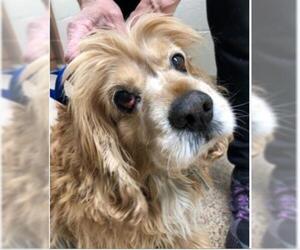 Cocker Spaniel Dogs for adoption in Springfield, MA, USA