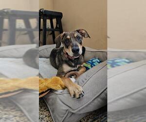 Labrador Retriever-Treeing Walker Coonhound Mix Dogs for adoption in Frisco, CO, USA