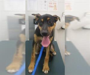 Shepradors Dogs for adoption in Mobile, AL, USA