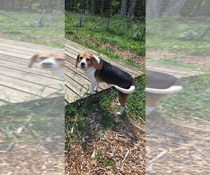 Beagle Dogs for adoption in Rustburg, VA, USA