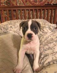 Medium Photo #1 Boxer Puppy For Sale in Newport, KY, USA