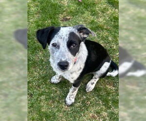 Mutt Dogs for adoption in Garden City, NY, USA