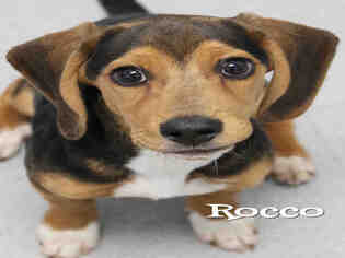 Beagle Dogs for adoption in Augusta, GA, USA