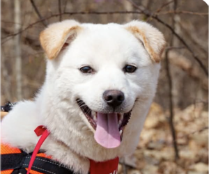 Mutt Dogs for adoption in San Ramon, CA, USA