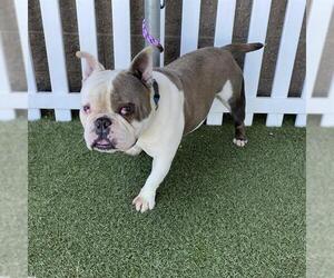 Bulldog-Unknown Mix Dogs for adoption in Modesto, CA, USA