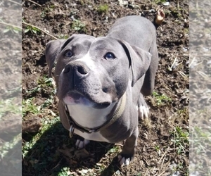 American Pit Bull Terrier-Labrador Retriever Mix Dogs for adoption in Northville, MI, USA