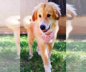 Golden Pyrenees Dogs for adoption in El Cajon, CA, USA