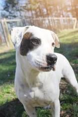 American Bulldog-Unknown Mix Dogs for adoption in Monroe, NC, USA