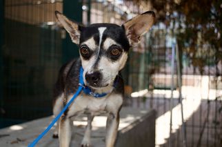 Mutt Dogs for adoption in Santa Clara, CA, USA