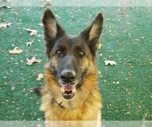 German Shepherd Dog Dogs for adoption in Chula Vista, CA, USA