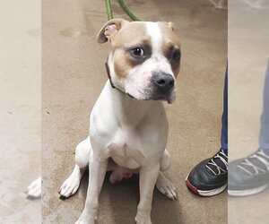 American Pit Bull Terrier-American Staffordshire Terrier Mix Dogs for adoption in Aurora, IL, USA