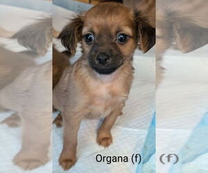Chihuahua-Cocker Spaniel Mix Dogs for adoption in San Bernardino, CA, USA