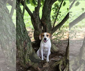 Jack-A-Bee Dogs for adoption in Aurora, IN, USA