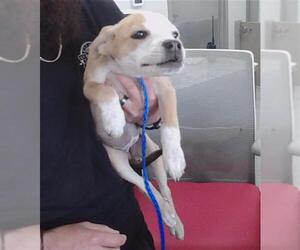Labrador Retriever Dogs for adoption in Pasadena, TX, USA