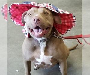 American Pit Bull Terrier Dogs for adoption in Fresno, CA, USA