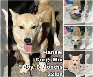 Mutt Dogs for adoption in Seattle, WA, USA