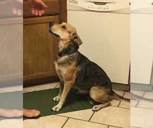 German Shepherd Dog Dogs for adoption in San Angelo, TX, USA