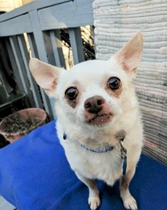 Medium Photo #1 Chihuahua Puppy For Sale in Arlington, VA, USA
