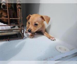 Staffordshire Bull Terrier-Unknown Mix Dogs for adoption in Houston, TX, USA